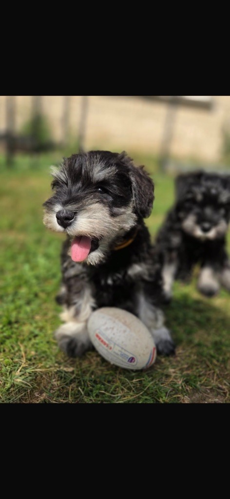 Du Domaine De Sermonville - Chiots disponibles - Schnauzer miniature