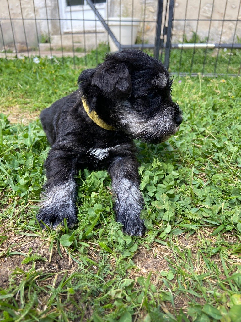 Du Domaine De Sermonville - Chiots disponibles - Schnauzer miniature