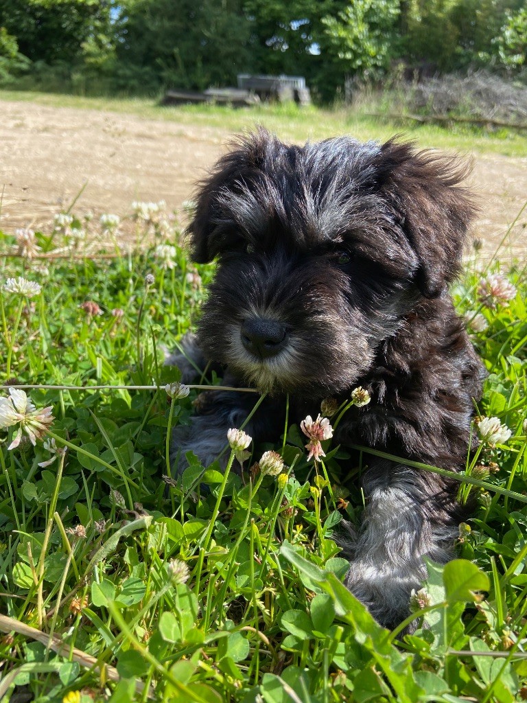 Du Domaine De Sermonville - Chiots disponibles - Schnauzer miniature