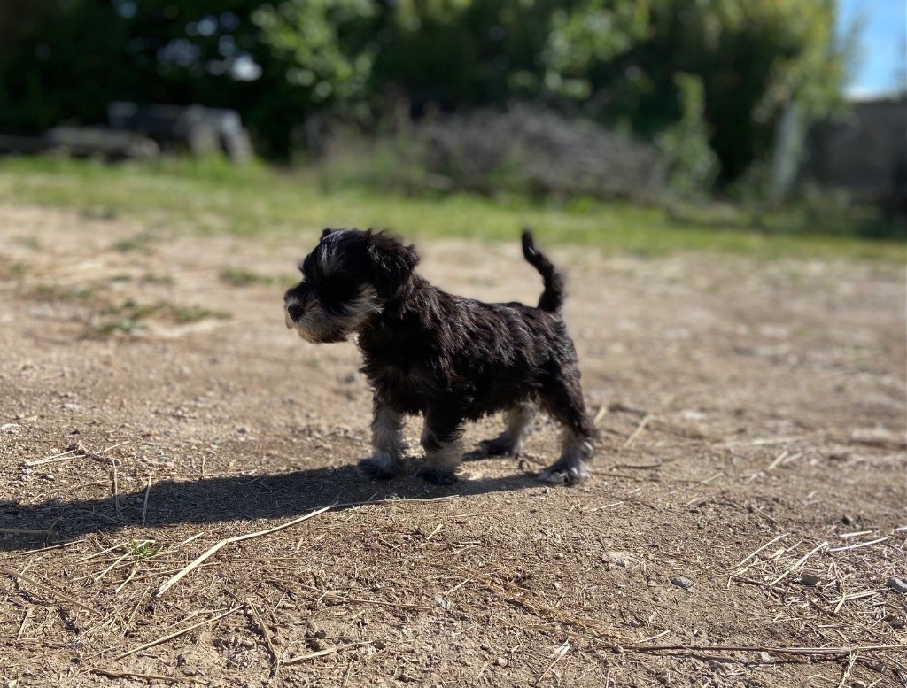 Du Domaine De Sermonville - Chiots disponibles - Schnauzer miniature